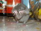 kea2xam